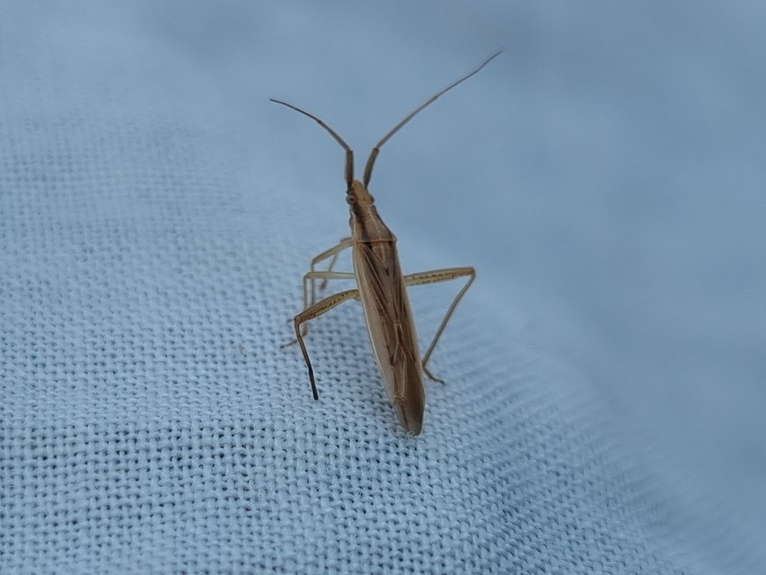 Stenodema