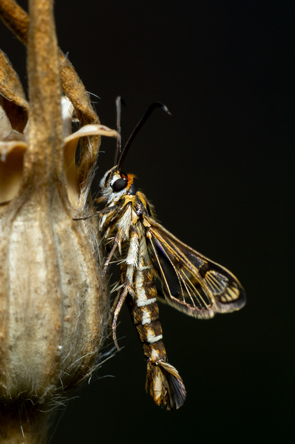 Sesiidae - szitkárfélék