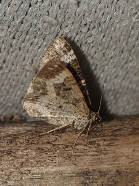 galaj-tarkaaraszoló - Epirrhoe alternata