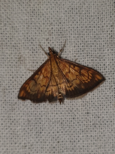 Ecpyrrhorrhoe rubiginalis - rozsdavörös tűzmoly