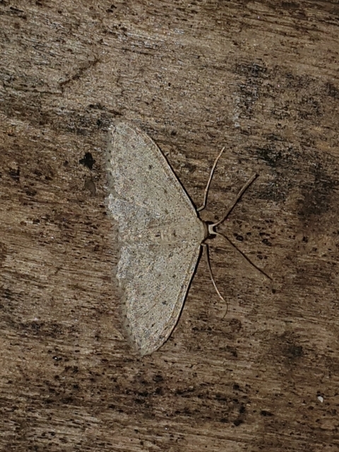szürke apróaraszoló - Idaea seriata