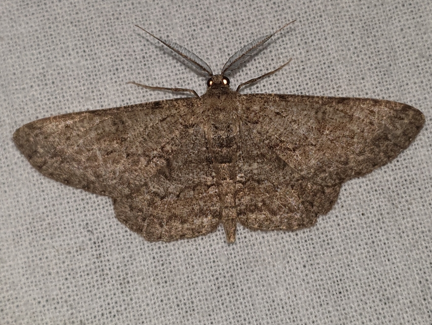 pettyes faaraszoló - Hypomecis punctinalis