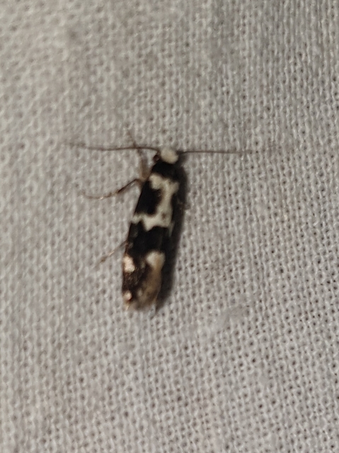 magyarmoly - Neurothaumasia ankerella