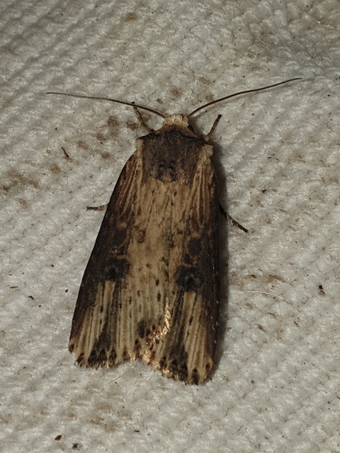 vonalkás földibagoly - Axylia putris