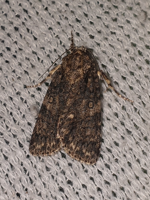 sóska-szigonyosbagoly - Acronicta rumicis
