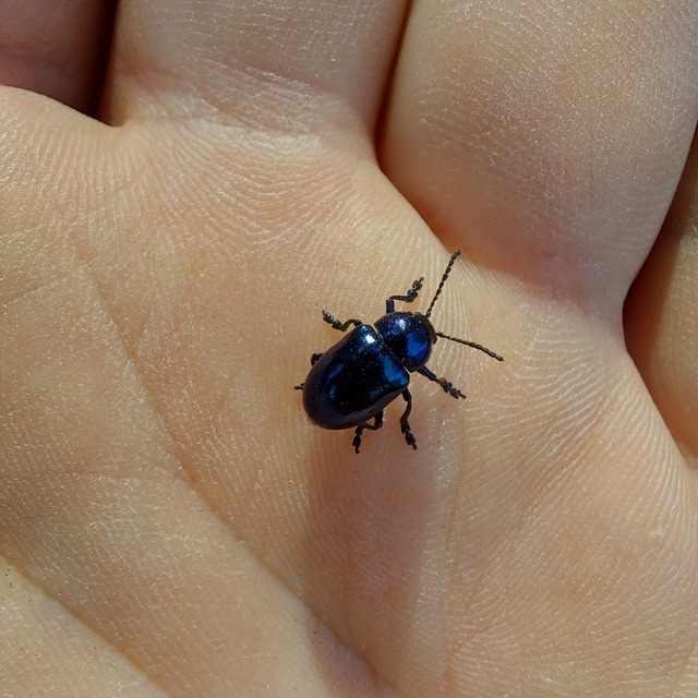 Chrysochus asclepiadeus - tündöklő méreggyiloklevelész