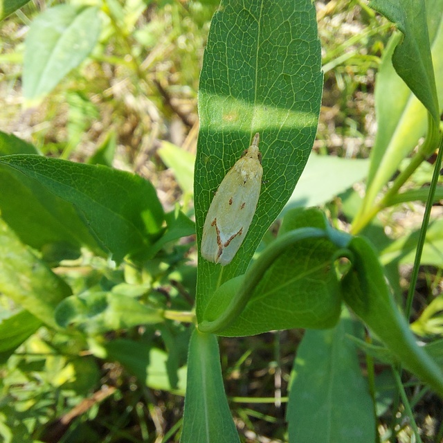 közönséges sárgamoly - Agapeta hamana