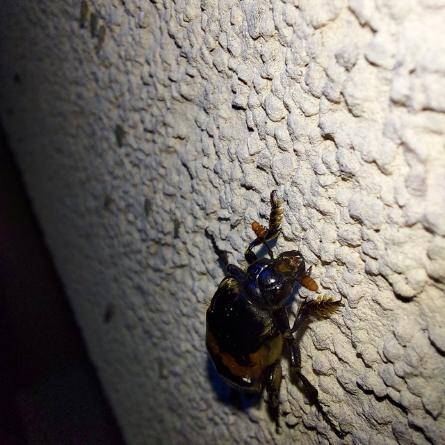 Nicrophorus vespillo - közönséges temetőbogár