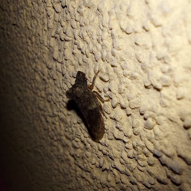 Ledra aurita - füleskabóca