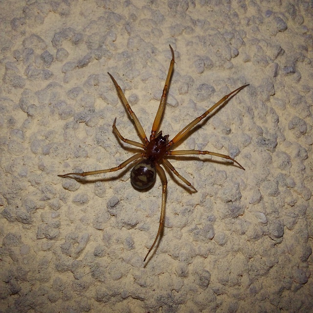 Steatoda grossa - nagy faggyúpók