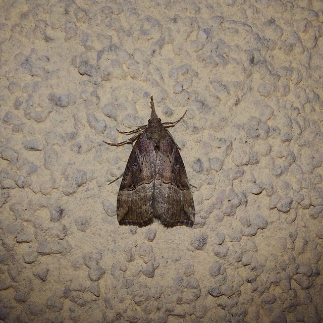 közönséges karcsúbagoly - Hypena rostralis