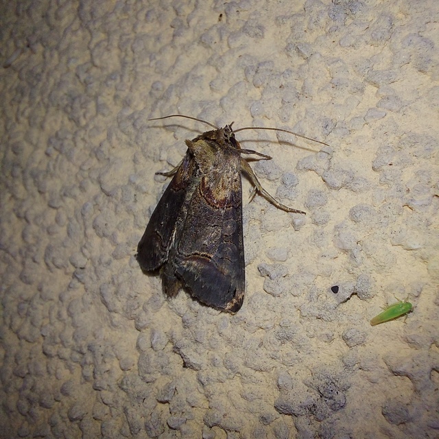 közönséges csalánbagoly - Abrostola triplasia