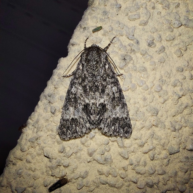 nagyfejű szigonyosbagoly - Acronicta megacephala
