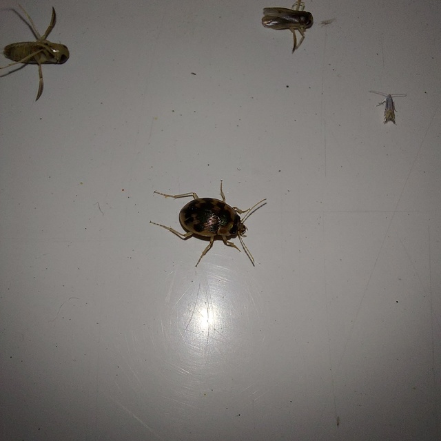Omophron limbatum - gömböcfutó