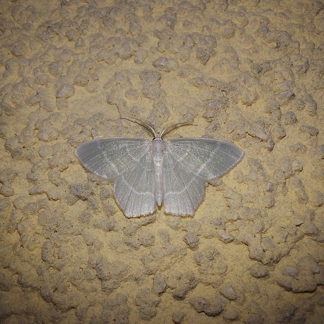 fehéres zöldaraszoló - Jodis lactearia