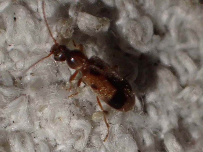Notoxus monoceros - sárgahasú nyakszarvúbogár
