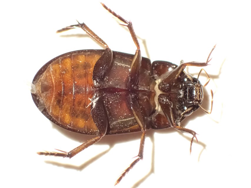 Hydrochara caraboides - kis csibor