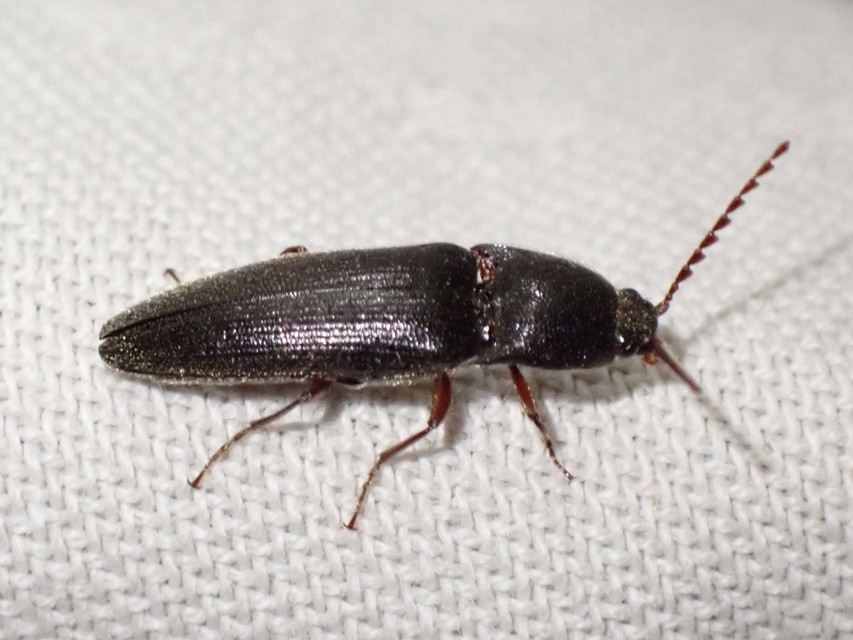 Melanotus