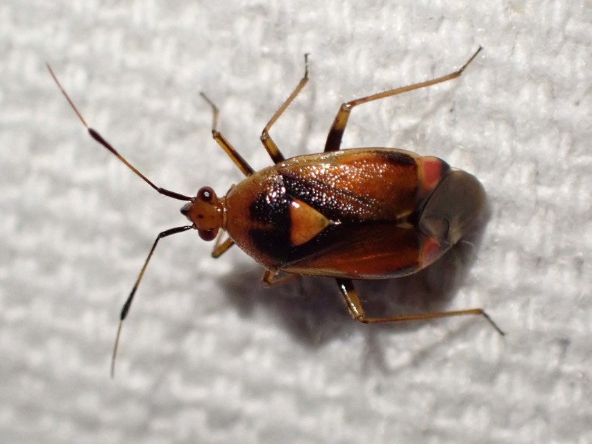 Deraeocoris ruber - vöröses mezeipoloska