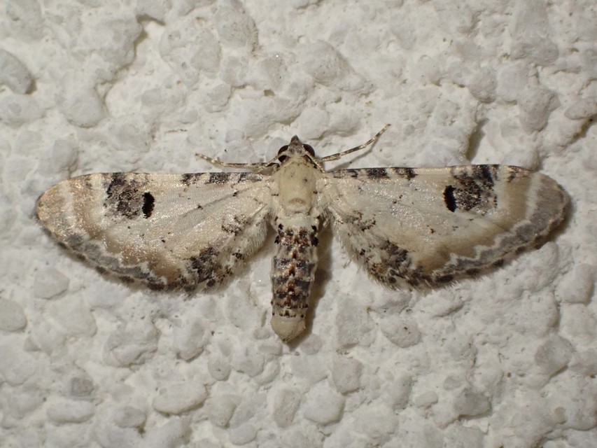 búzavirág-törpearaszoló - Eupithecia centaureata