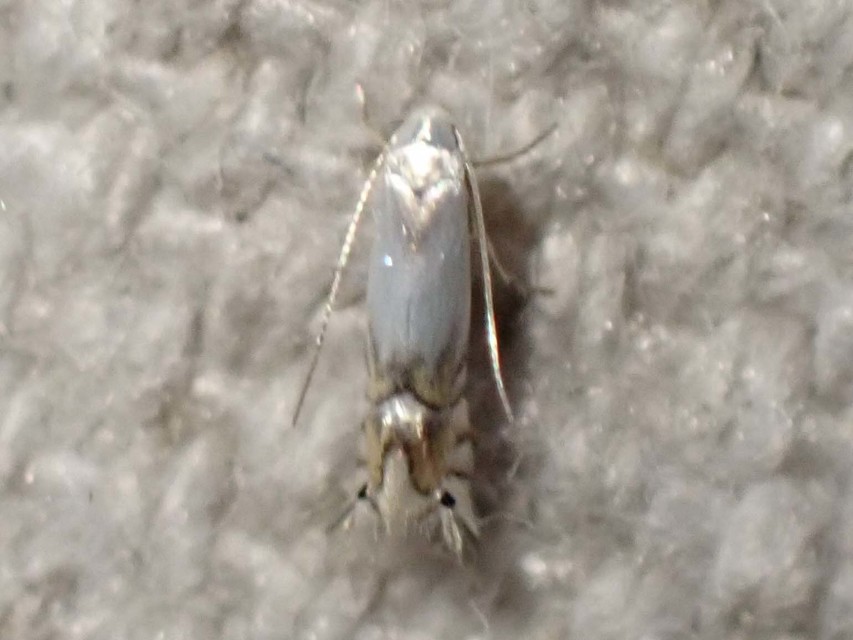 Phyllocnistis