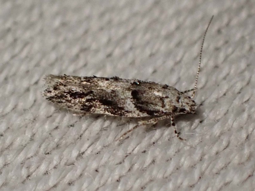 kis vörös-rügysodrómoly - Recurvaria nanella