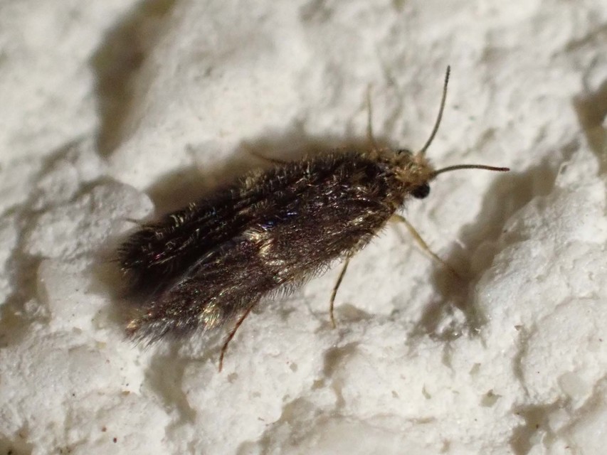 Hydroptilidae