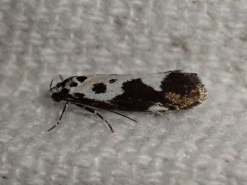 gyászos feketemoly - Ethmia quadrillella