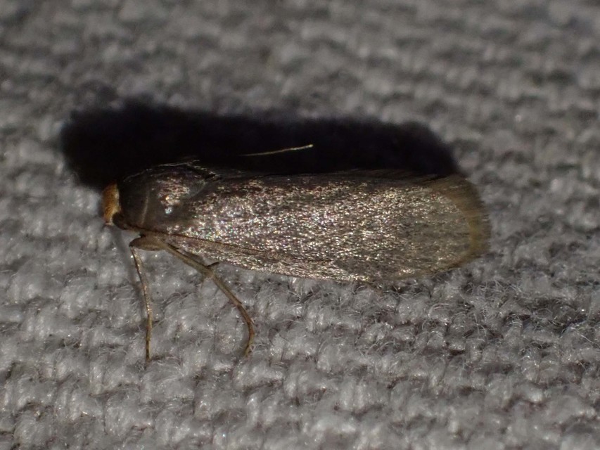 kis viaszmoly - Achroia grisella