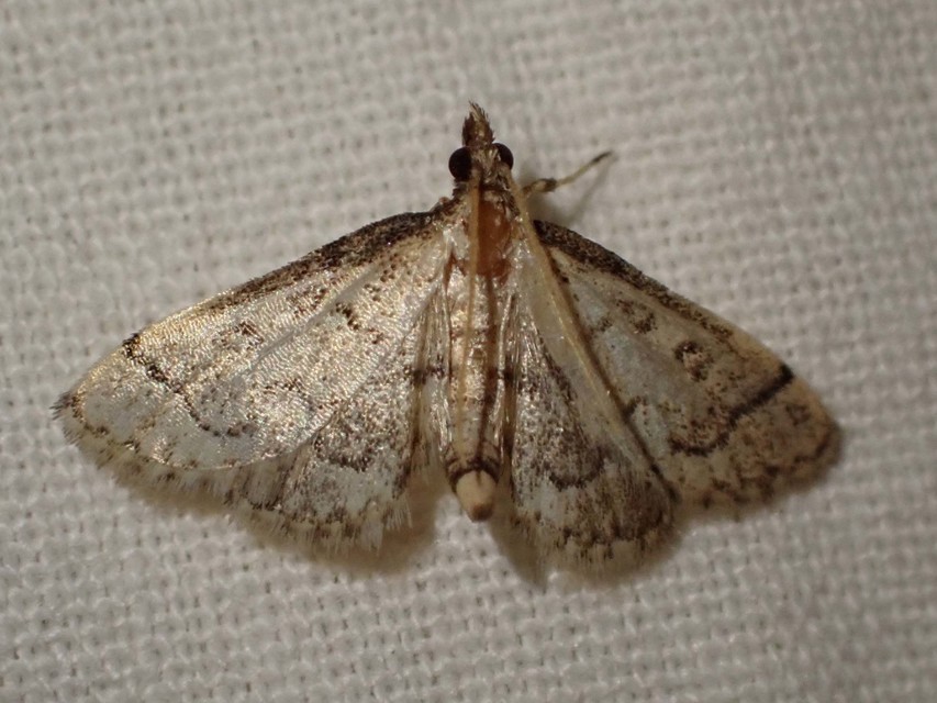 Metasia ophialis - kígyósávos tűzmoly