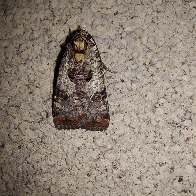 karcsú sárgafűbagoly - Epilecta linogrisea