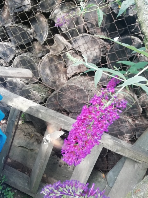 kacsafarkú szender - Macroglossum stellatarum