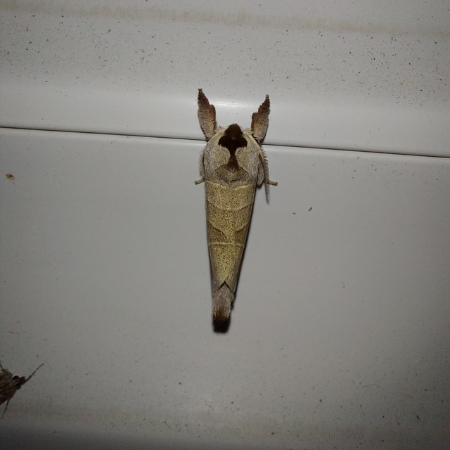 rövidszárnyú levélszövő - Clostera curtula