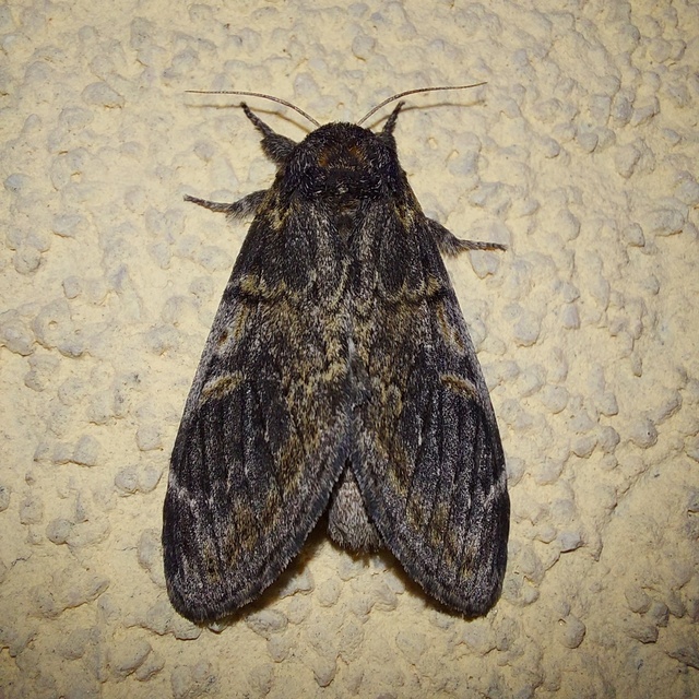 tarajos púposszövő - Notodonta tritophus