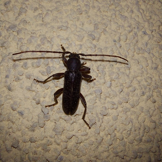 Trichoferus campestris - szállóvendég éjicincér