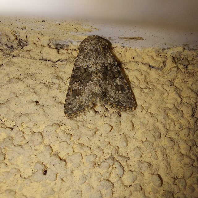 Hecatera dysodea - parajbagoly