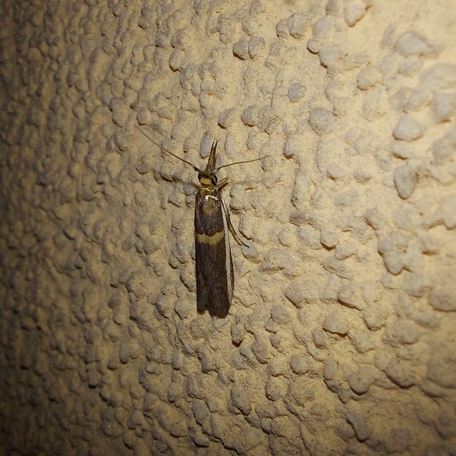 akácmoly - Etiella zinckenella