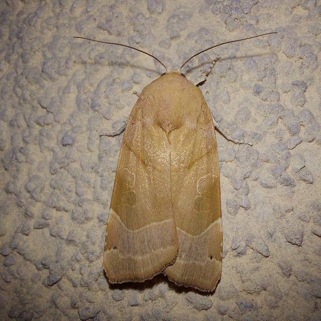 szélessávú sárgafűbagoly - Noctua fimbriata