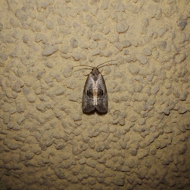 rózsaszínű mázasbagoly - Hapalotis venustula