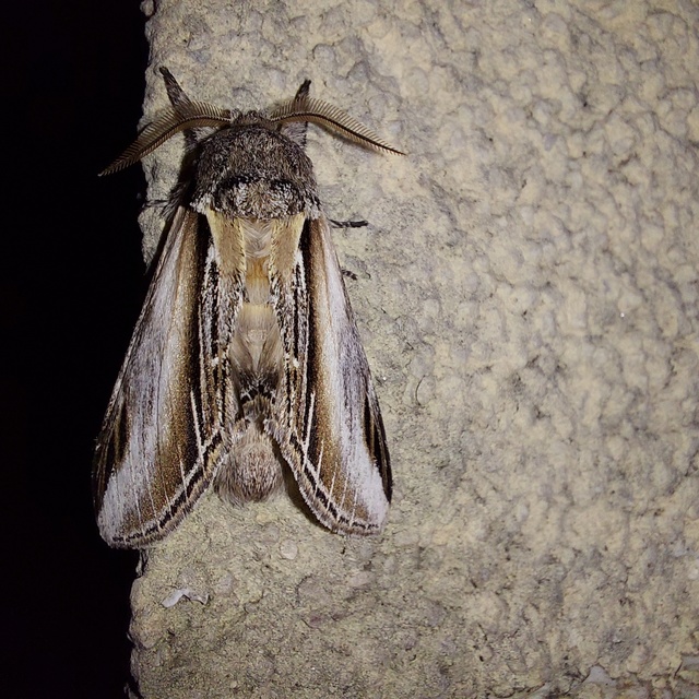 nyárfa-púposszövő - Pheosia tremula