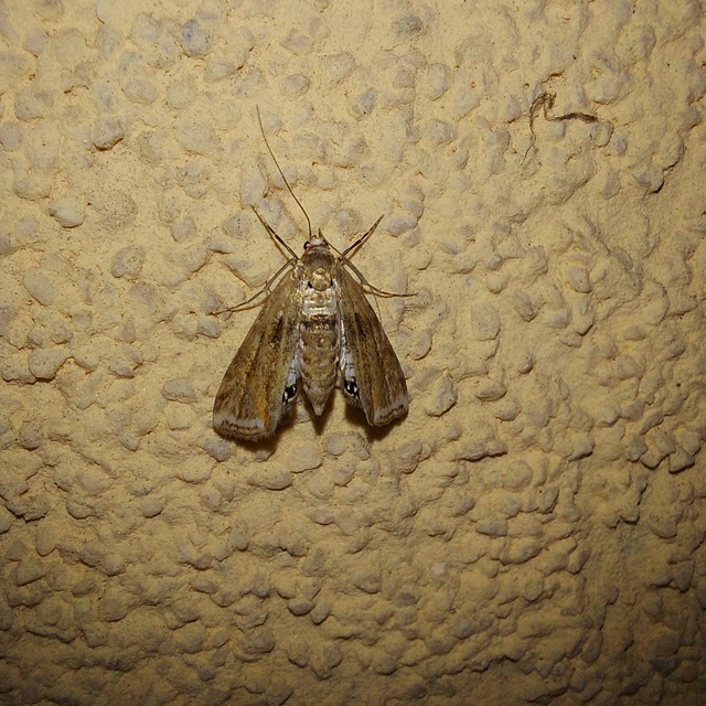 Cataclysta lemnata - békalencsemoly