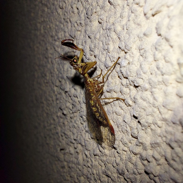 Mantispa styriaca - kétszínű fogólábú-fátyolka
