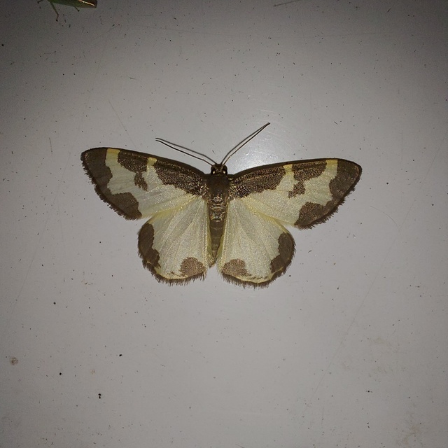 szegélyes nyárfaaraszoló - Lomaspilis marginata