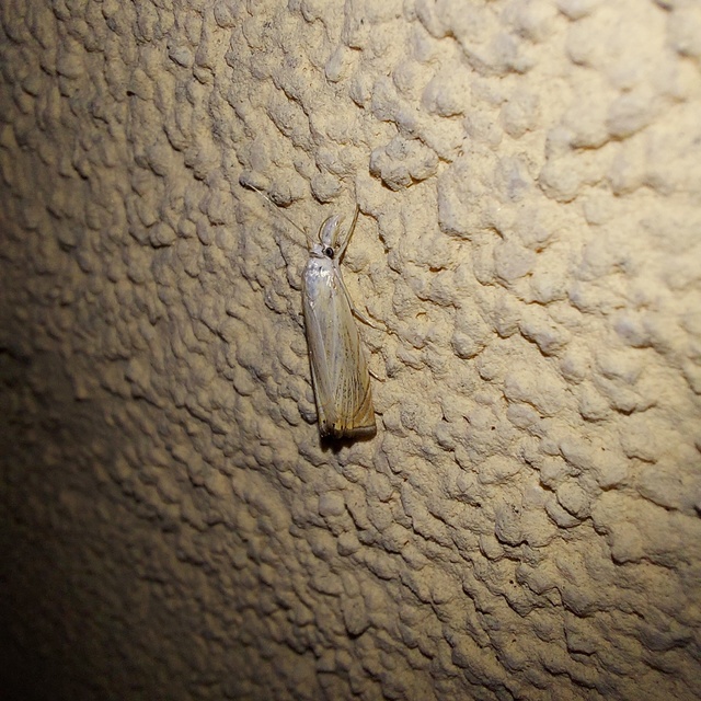 Chrysoteuchia culmella - kerti fűgyökérmoly