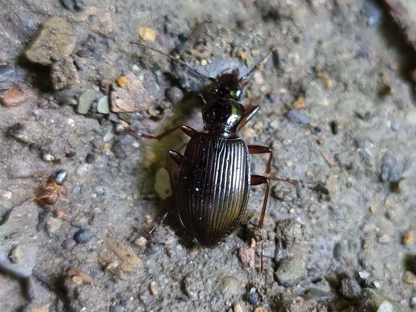 Limodromus assimilis - vöröslábú kisfutó
