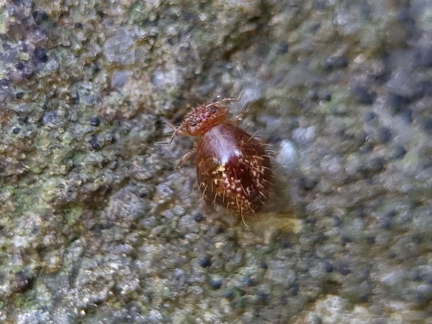 Collembola - Ugróvillások