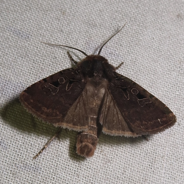 Chersotis rectangula - barna földibagoly