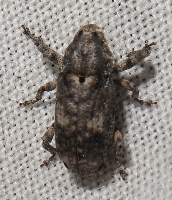 Gasterocercus depressirostris - laposorrú ormányos