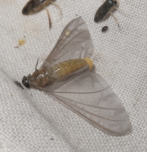 Oligoneuriella