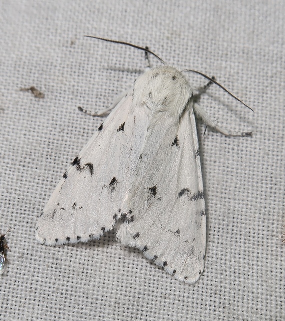 Acronicta leporina - fehér szigonyosbagoly